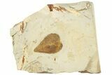 Fossil Leaf (Zizyphus) - Montana #190336-1